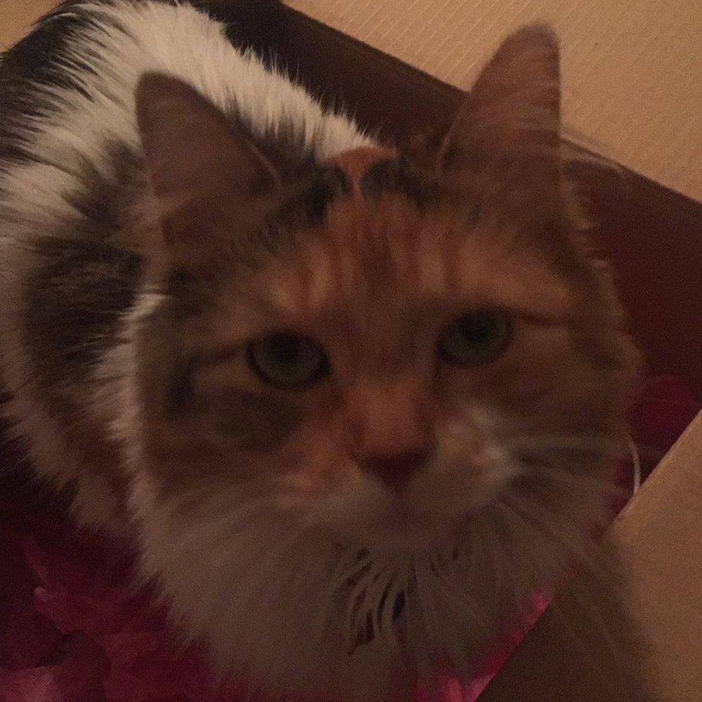 Meet your Posher, Mia